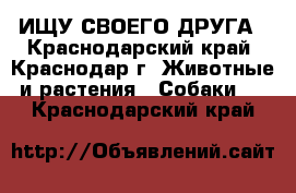 ИЩУ СВОЕГО ДРУГА - Краснодарский край, Краснодар г. Животные и растения » Собаки   . Краснодарский край